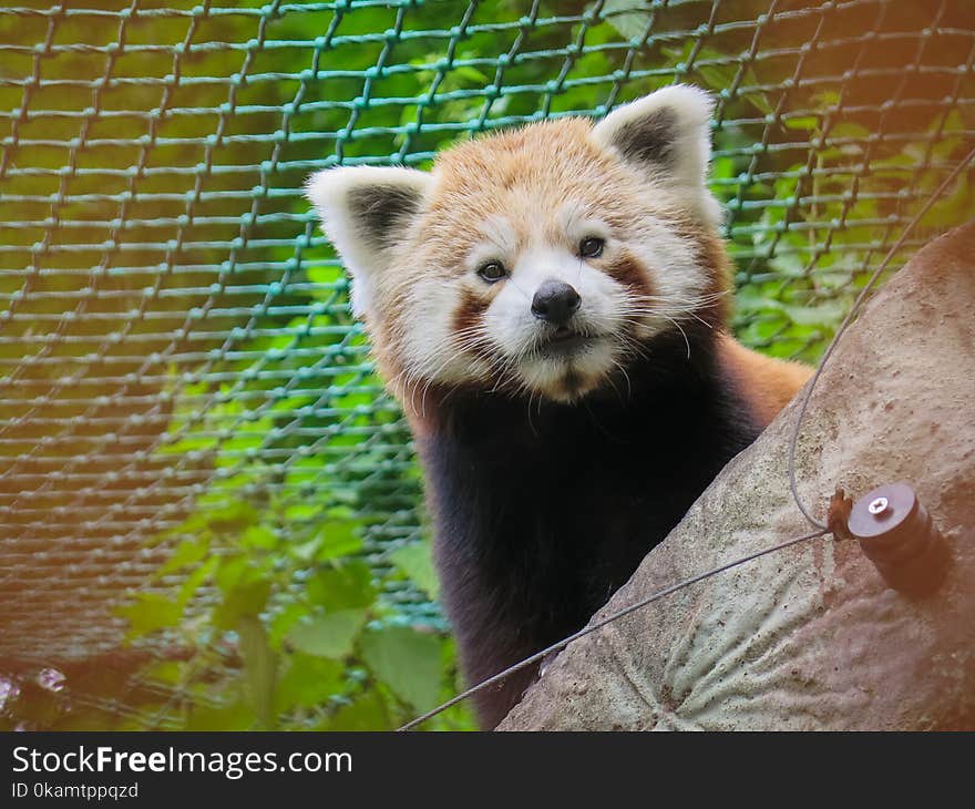 Red Panda Bear Behind Tree