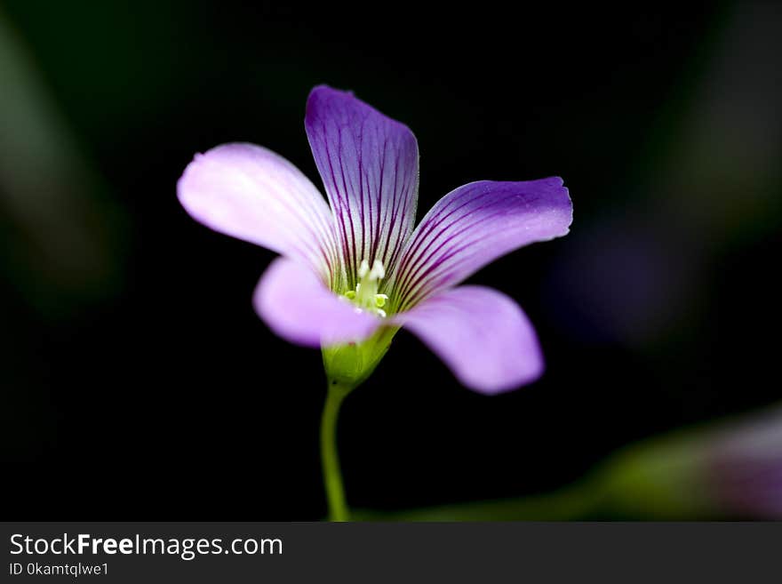 Shallow Focus on Purple 5-petaled Flower