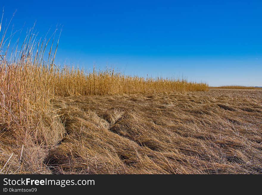 Green and Yellow Grass Field