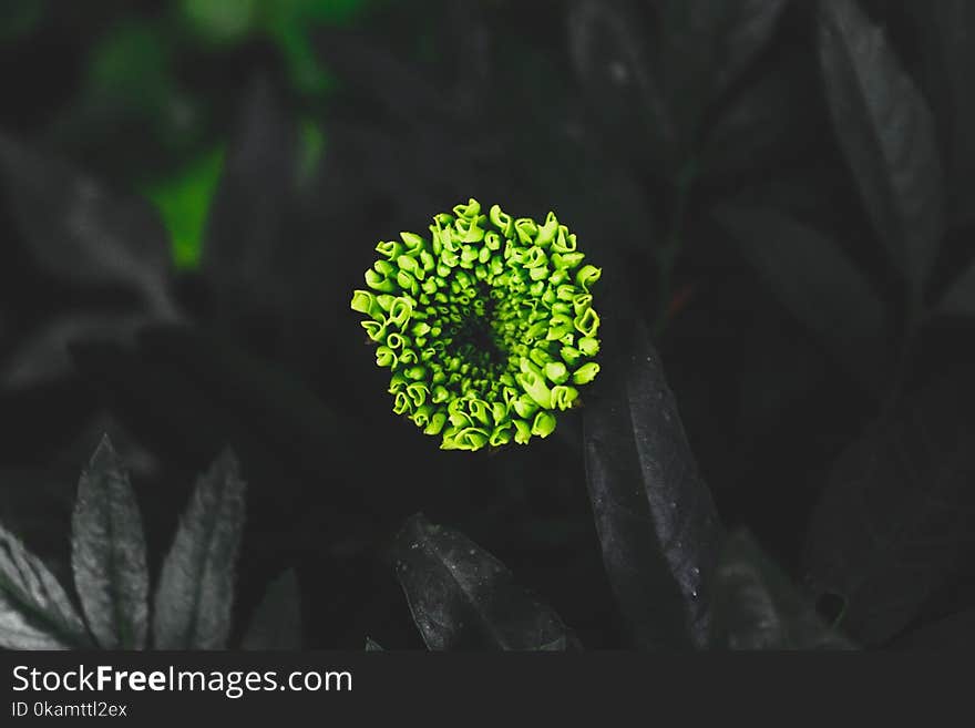 Green Plant