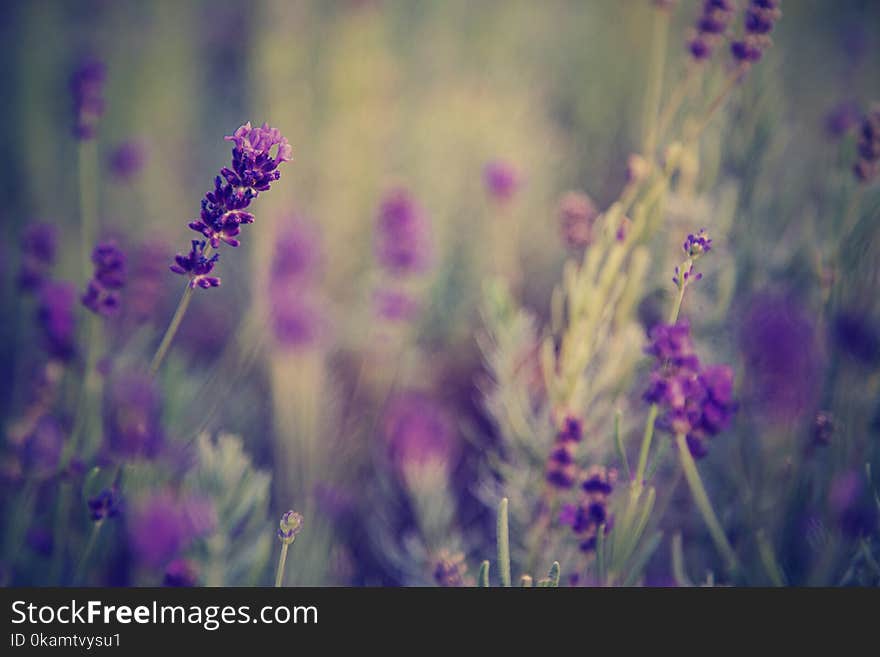 Selective Focus Photo of Lavender Flowers