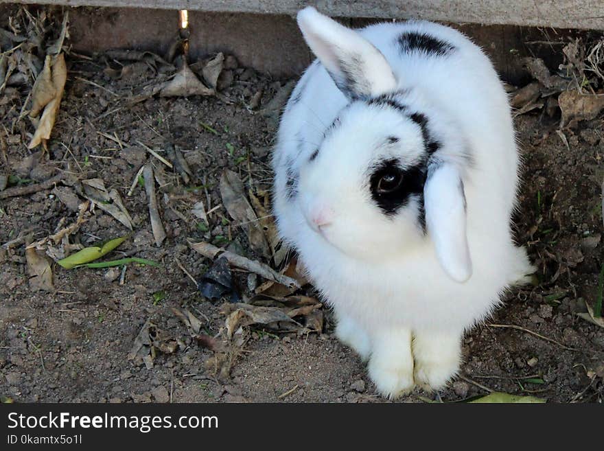 White and Black Rabbit on Brown Soil