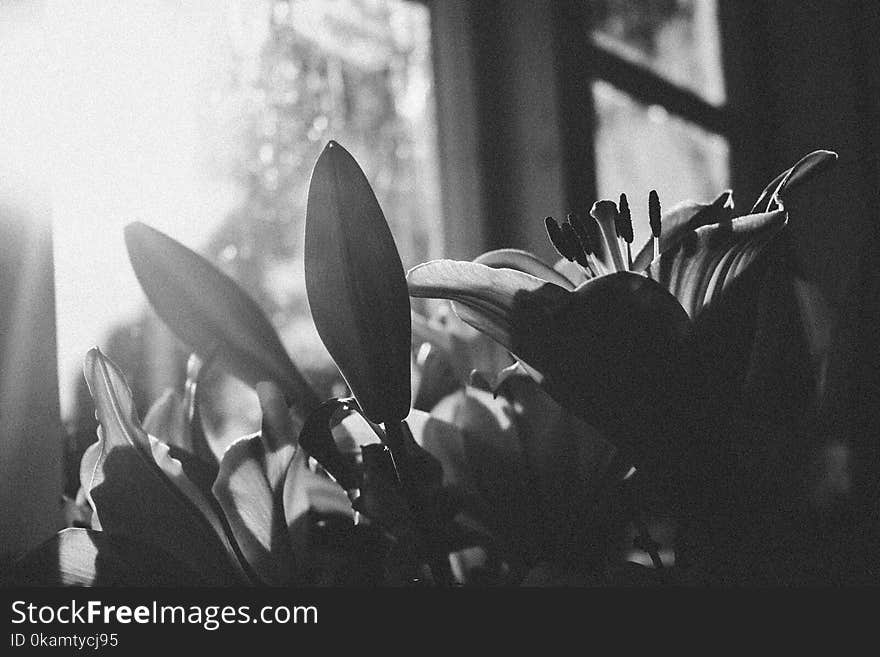 Grayscale Photography of Flowers