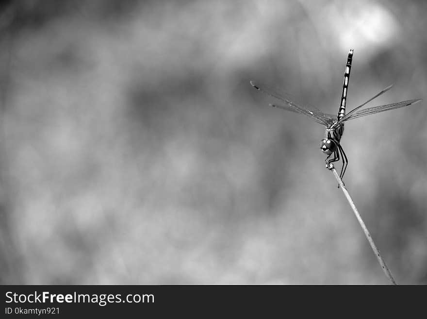 Grayscale and Selective Focus Photography of Dragonfly Perching on Twig