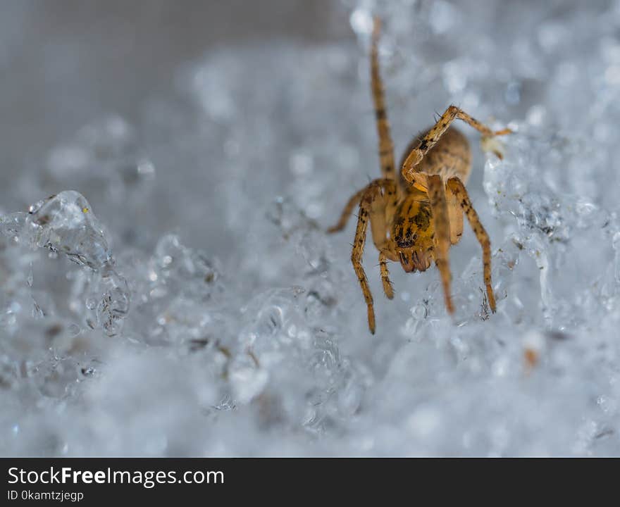 Selective Focus Photography of Brown Spider