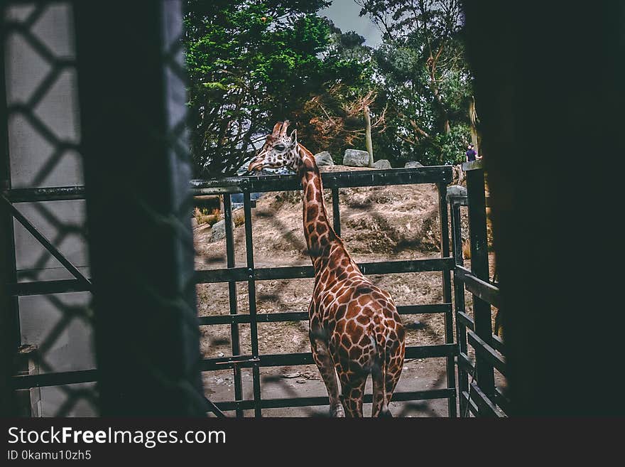 Giraffe on Black Metal Cage