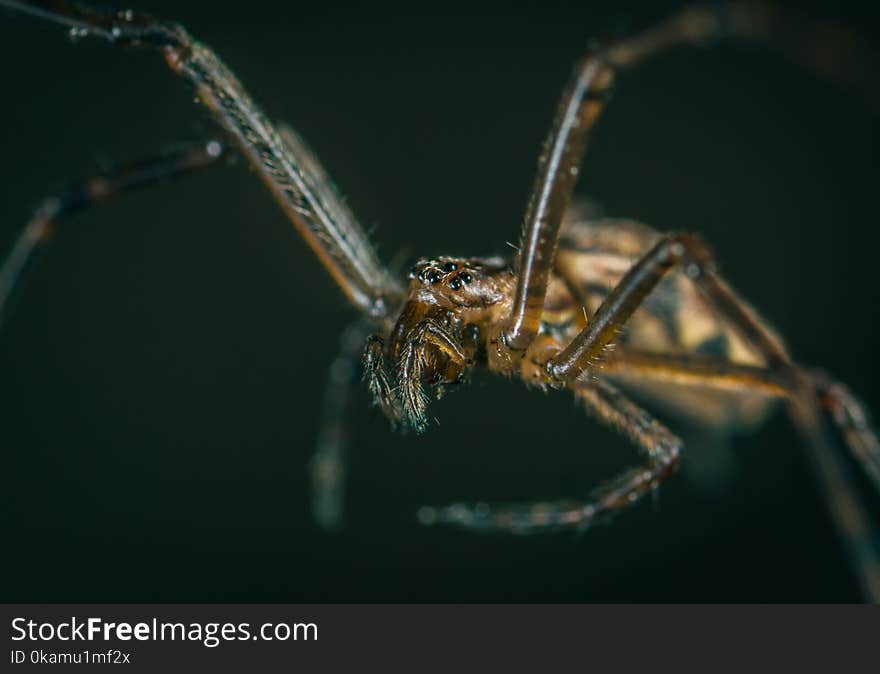 Macro Photography of Brown Spider