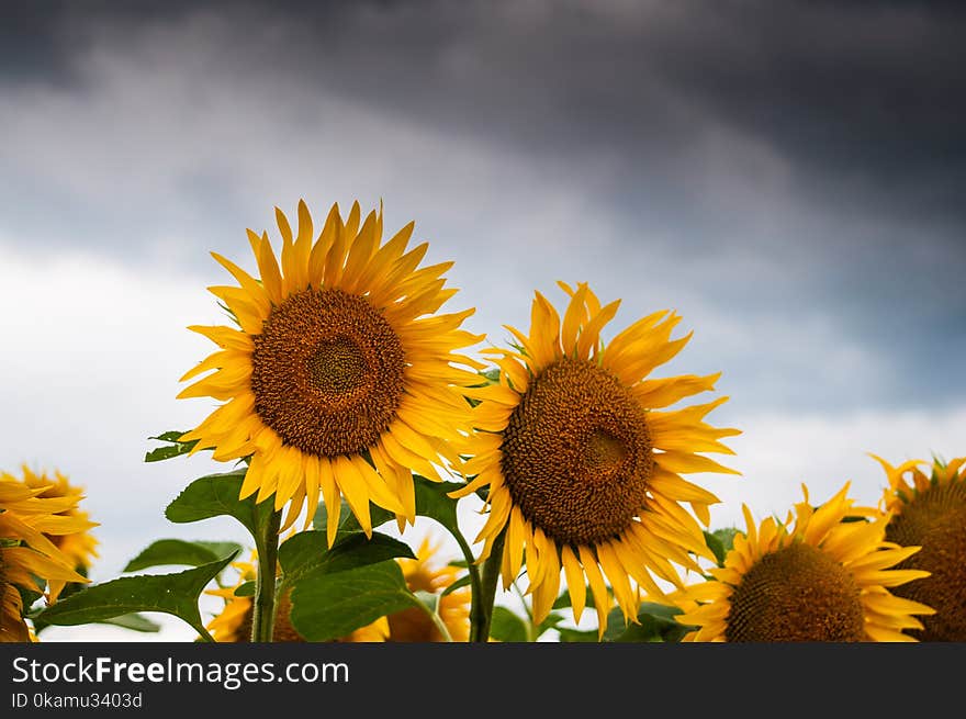 Sunflower Lot