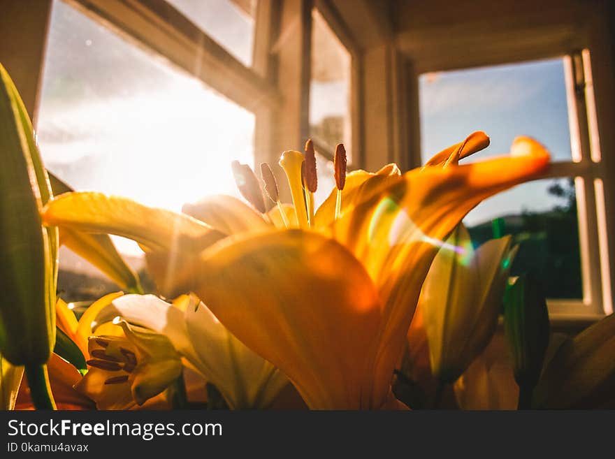 Shallow Focus of Yellow Flowers