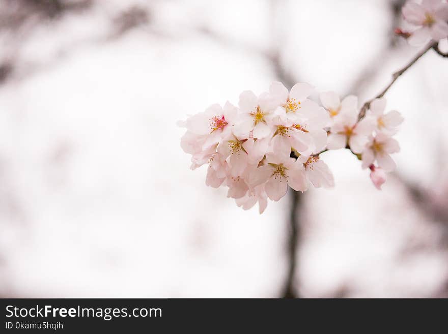 Shallow Focus Photography of White Flowers