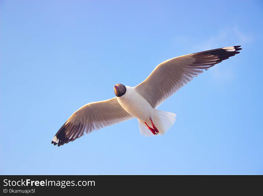 Close-Up Photography of a Flying Bird