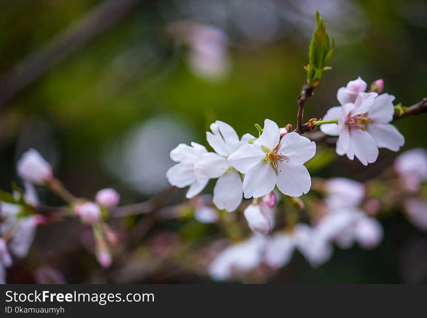 White Flower Plant Photo