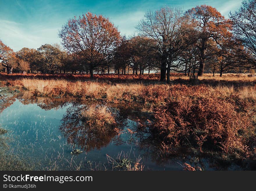 Brown Leafed Trees