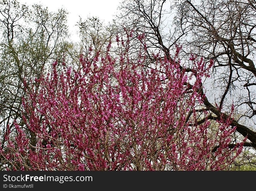 Purple Flowering Tree