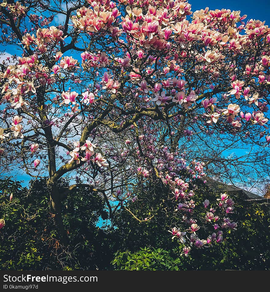 Pink Flowers Photo