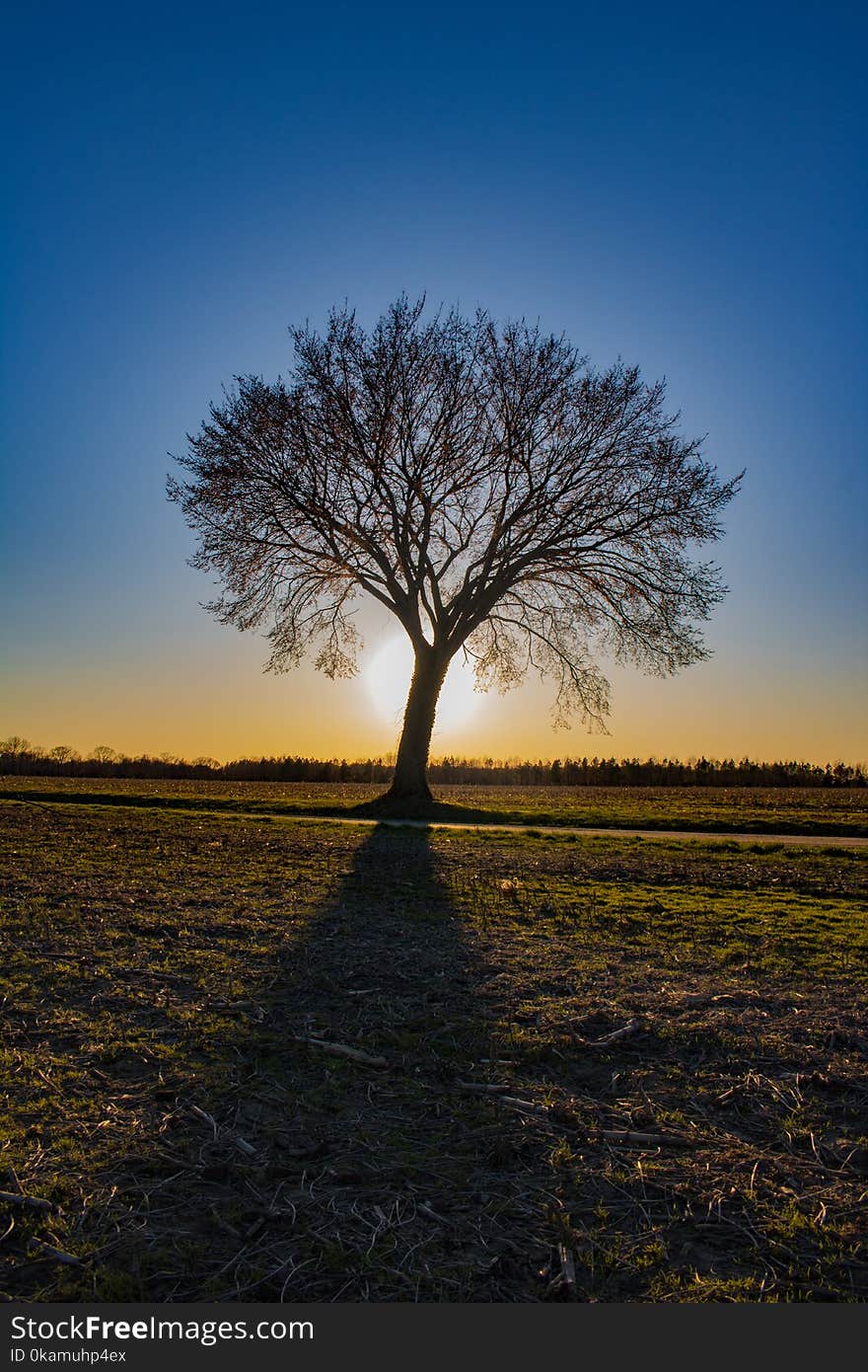 Tree in the Middle of the Field Golden Hour Photography