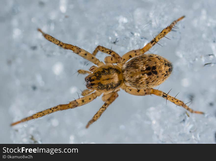 Macro Photography of Black And Yellow Spider