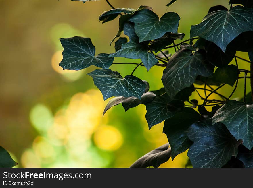 Selective-focus Photography of Green Leaf Plant