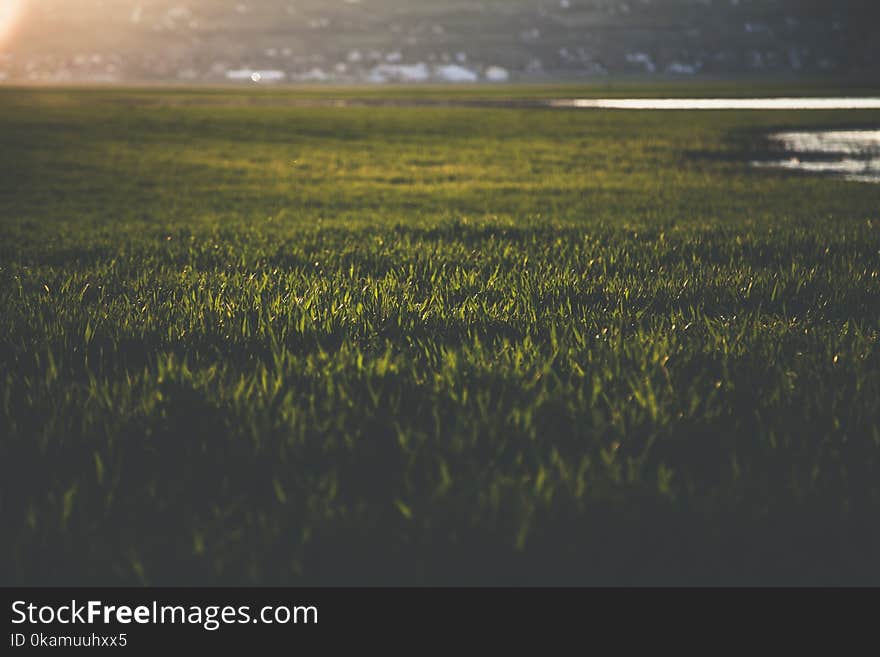 Close-up Photo of Grass