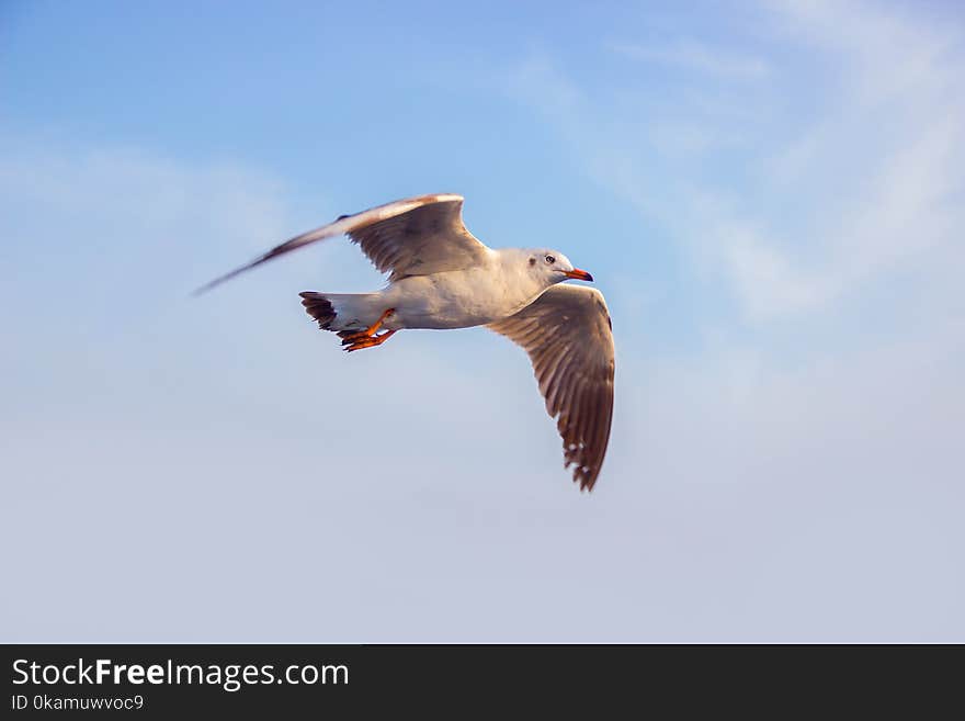 Photo of White Seagull Flying Under Blue Sky