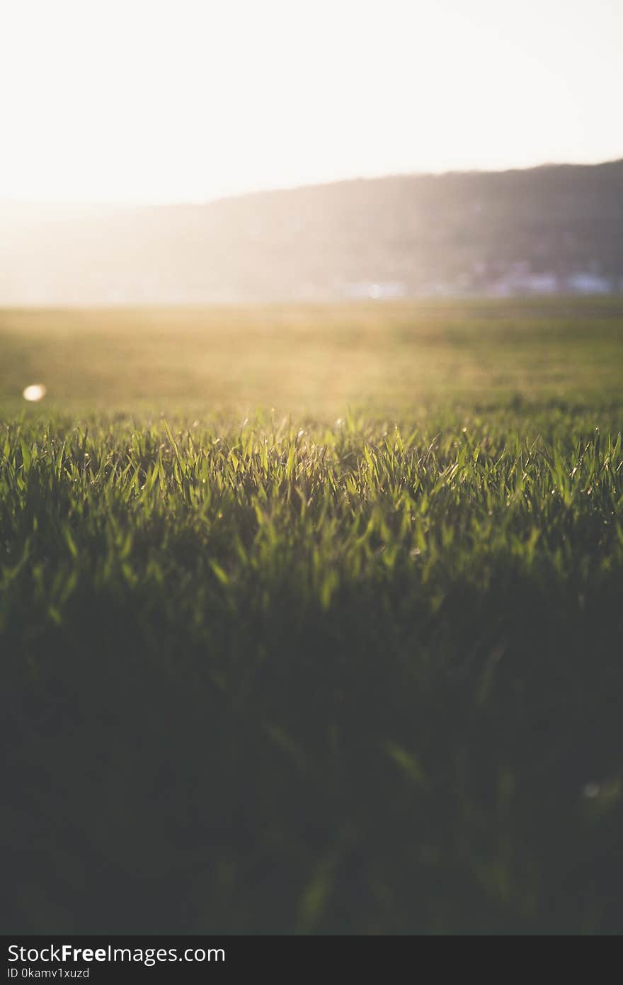 Close-Up Photography of Grass