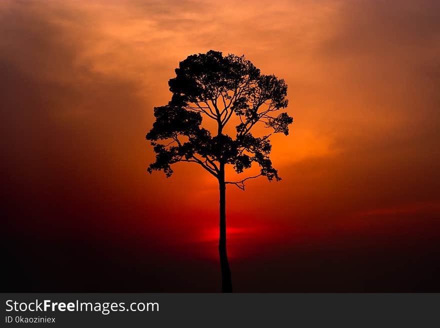 Silhouette of a tree on sunset background. red sky. Silhouette of a tree on sunset background. red sky.