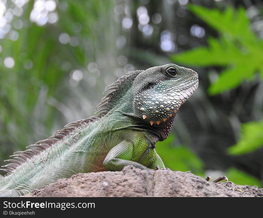 Iguana on a tree in the zoo