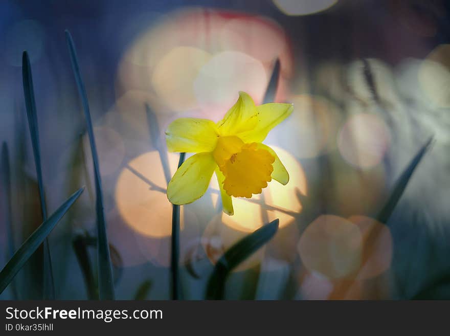 Beautiful yellow narcissus in park at evening 3. Beautiful yellow narcissus in park at evening 3