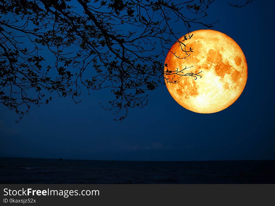 Full Blood Moon Silhouette Dry Tree Over Sea