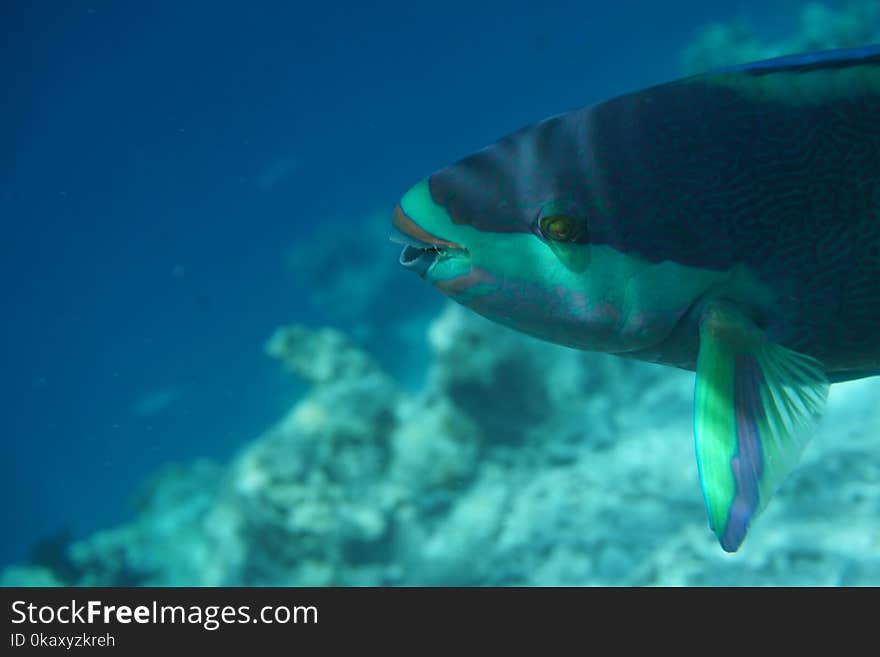 Heavybeak parrotfish &x28;Scarus gibbus&x29