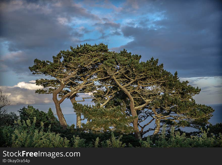 Two hugging trees lit by the evening sunlight on British coast.