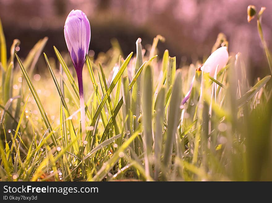 Spring flowers of crocus on green grass with dew