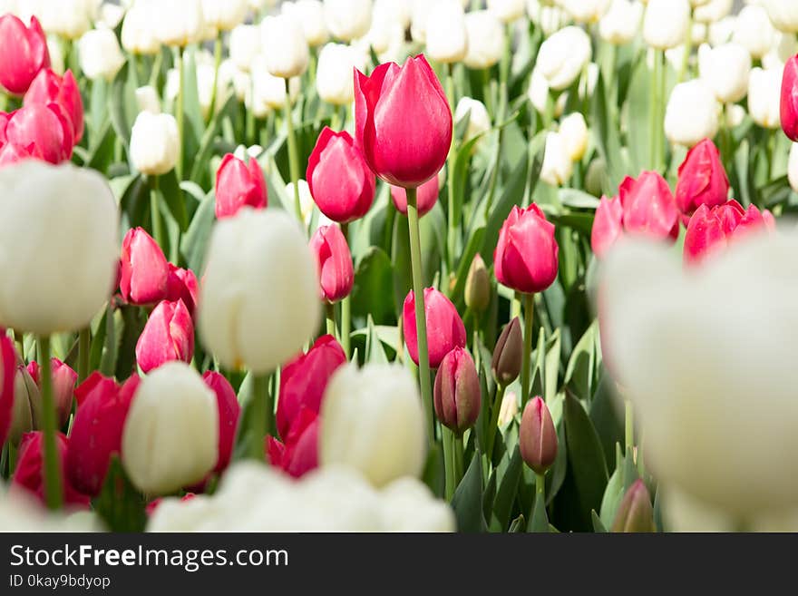 Group of red and white tulips flowers meadow, selective focus. Spring nature background. Group of red and white tulips flowers meadow, selective focus. Spring nature background