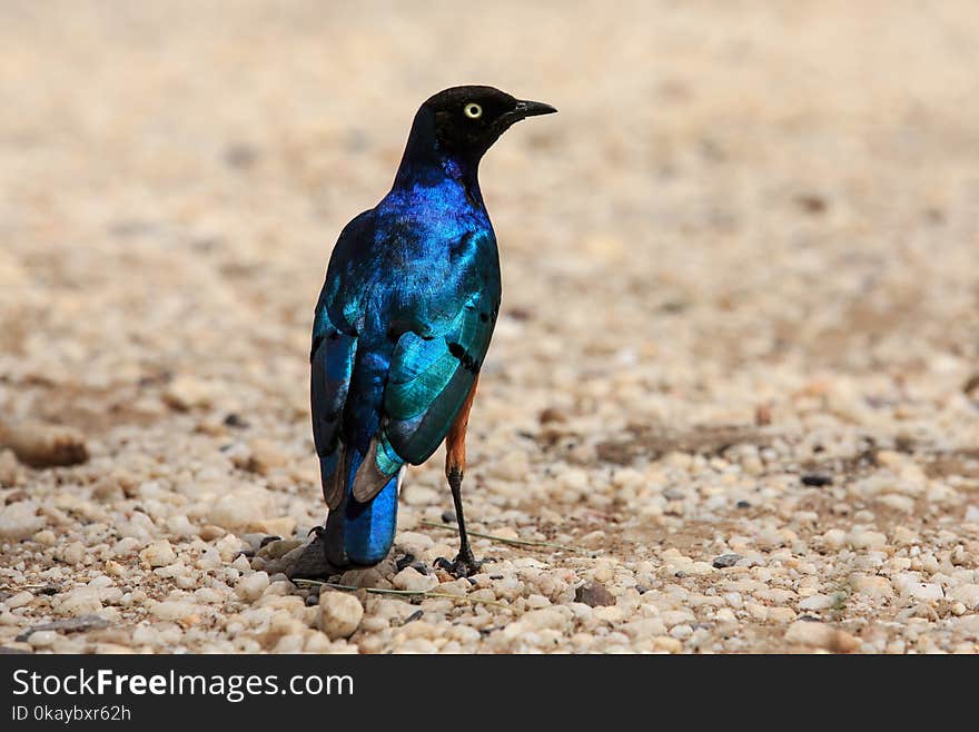 A Superb starling up close