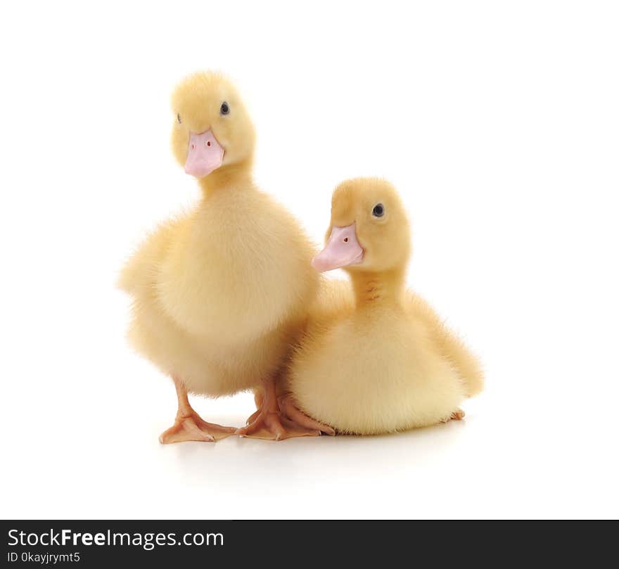 Two yellow ducklings.