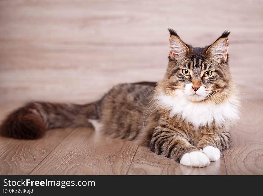 Maine coon cat on wooden floor in bedroom. background with copy space.