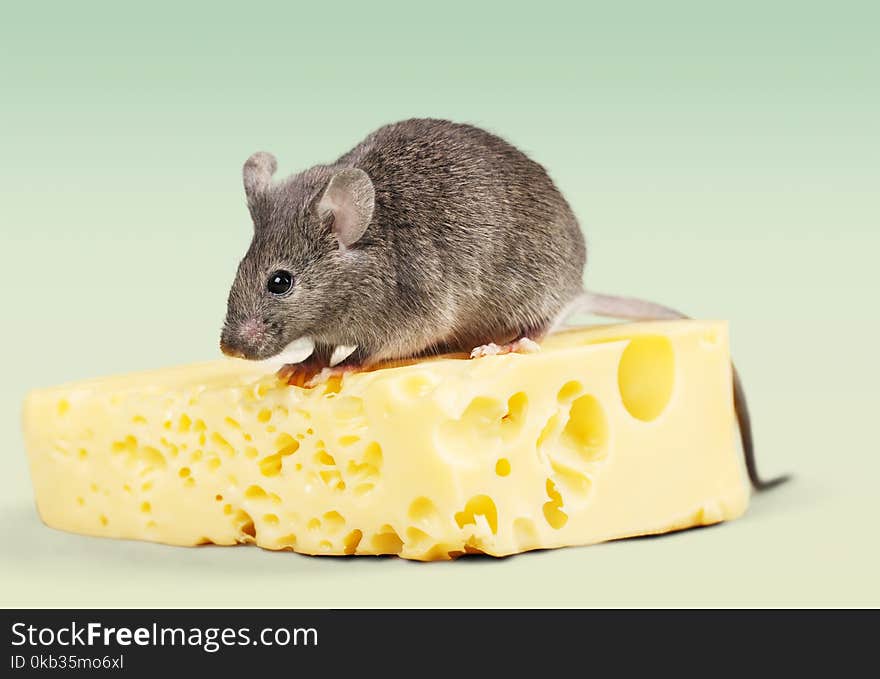 Mouse cheese incentive food swiss cheese rodent pets