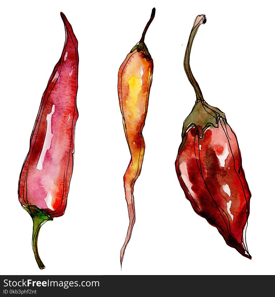 Pepper wild vegetables in a watercolor style isolated. Full name of the vegetables: Pepper . Aquarelle wild vegetables for background, texture, wrapper pattern or menu.