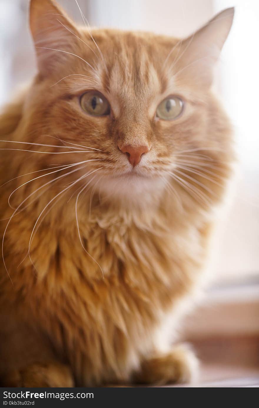 Close up Photo of Red Fluffy Tabby Male Cat with Green Eyes Looking Straight Towards Camera. Close up Photo of Red Fluffy Tabby Male Cat with Green Eyes Looking Straight Towards Camera