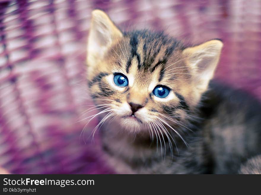 Adorable Kitten Looking Out of the Basket