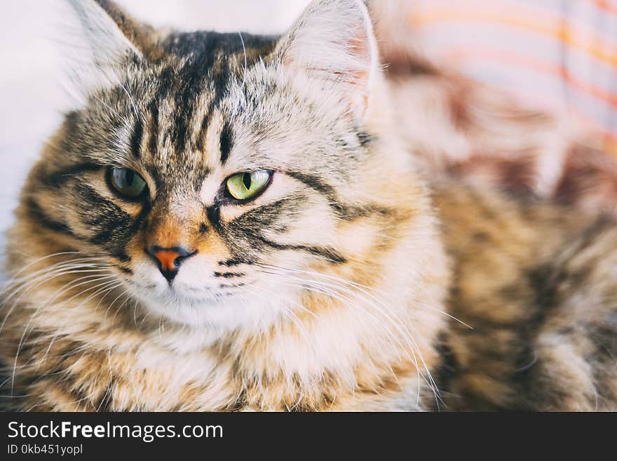 Young brown striped cat with green eyes is lying and posing to camera. Sleepy brown and cute cat with magical eyes.