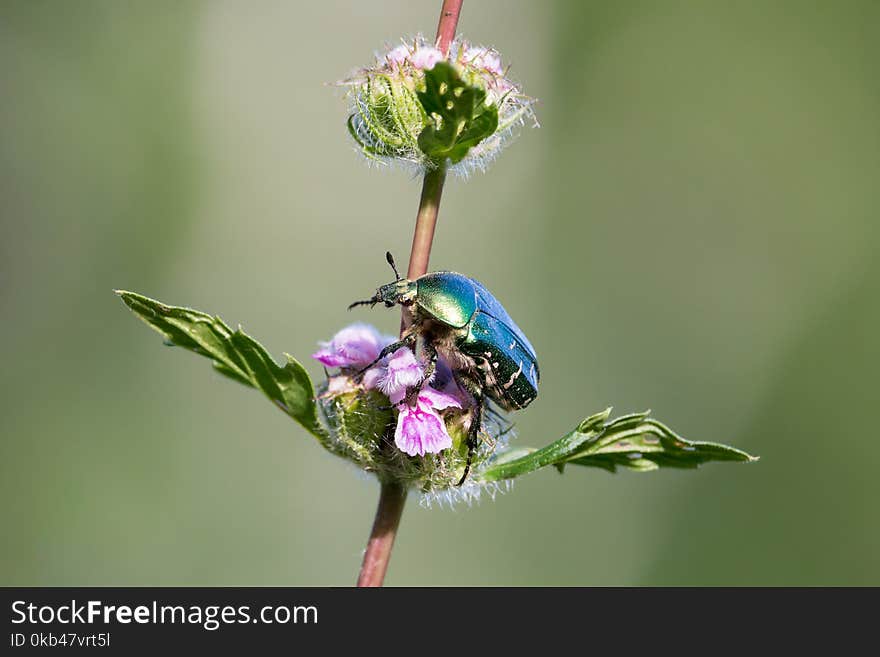 The Cetonia aurata beetle is metallic structurally colored green. Green blurred background. The Cetonia aurata beetle is metallic structurally colored green. Green blurred background.