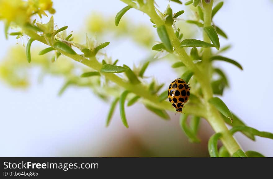 Close up macro of a ladybug sitting on a plant