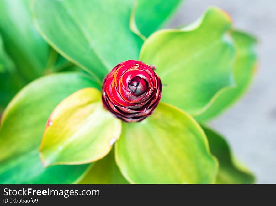 Spiked Spirlaflag Ginger, Costus spicatus pastel color