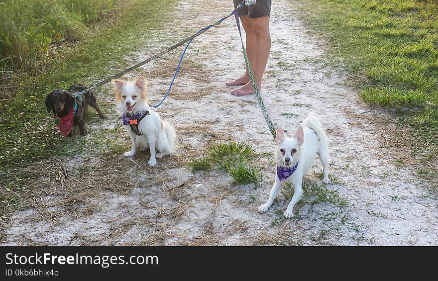 Dog Walking Three Dogs on Walkway