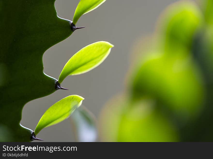 Truly Wonderful Fresh Green Leave Popping out from the Cactus. Truly Wonderful Fresh Green Leave Popping out from the Cactus