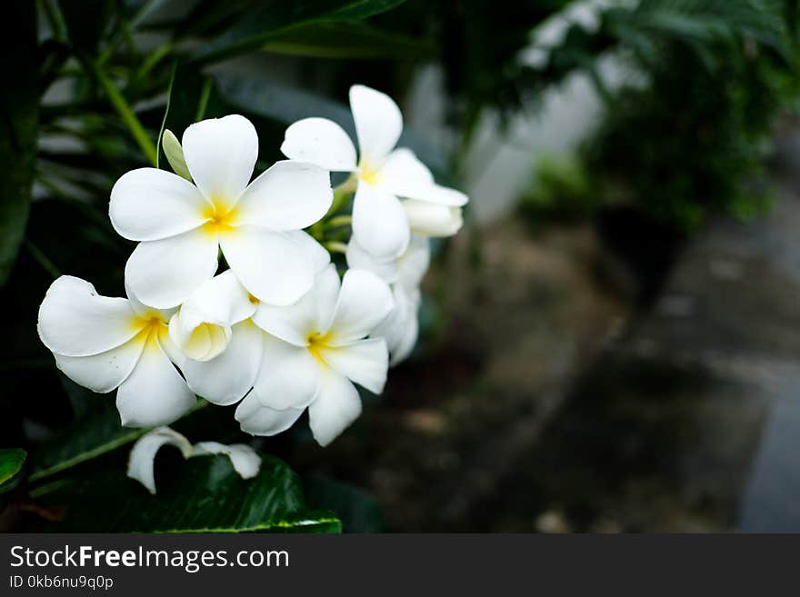 White and yellow plumeria flowers on a tree.