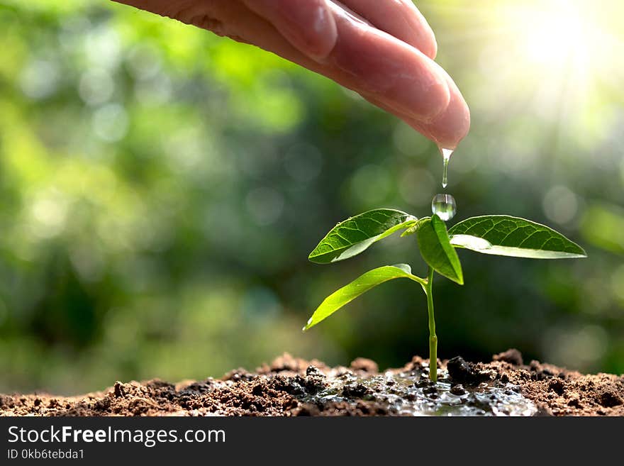 ้hand watering small tree in the garden with sunshine.