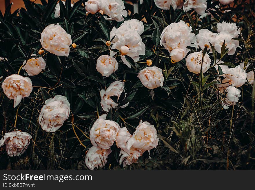 Photo of White Flowers