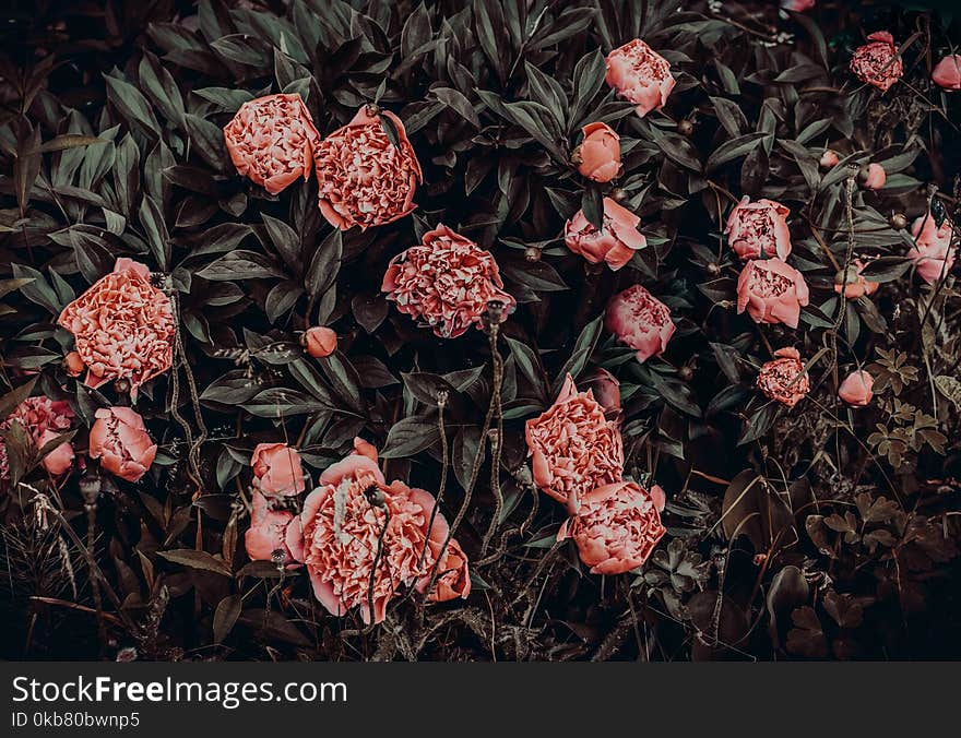 Photography of Pink Flowers Near Leaves